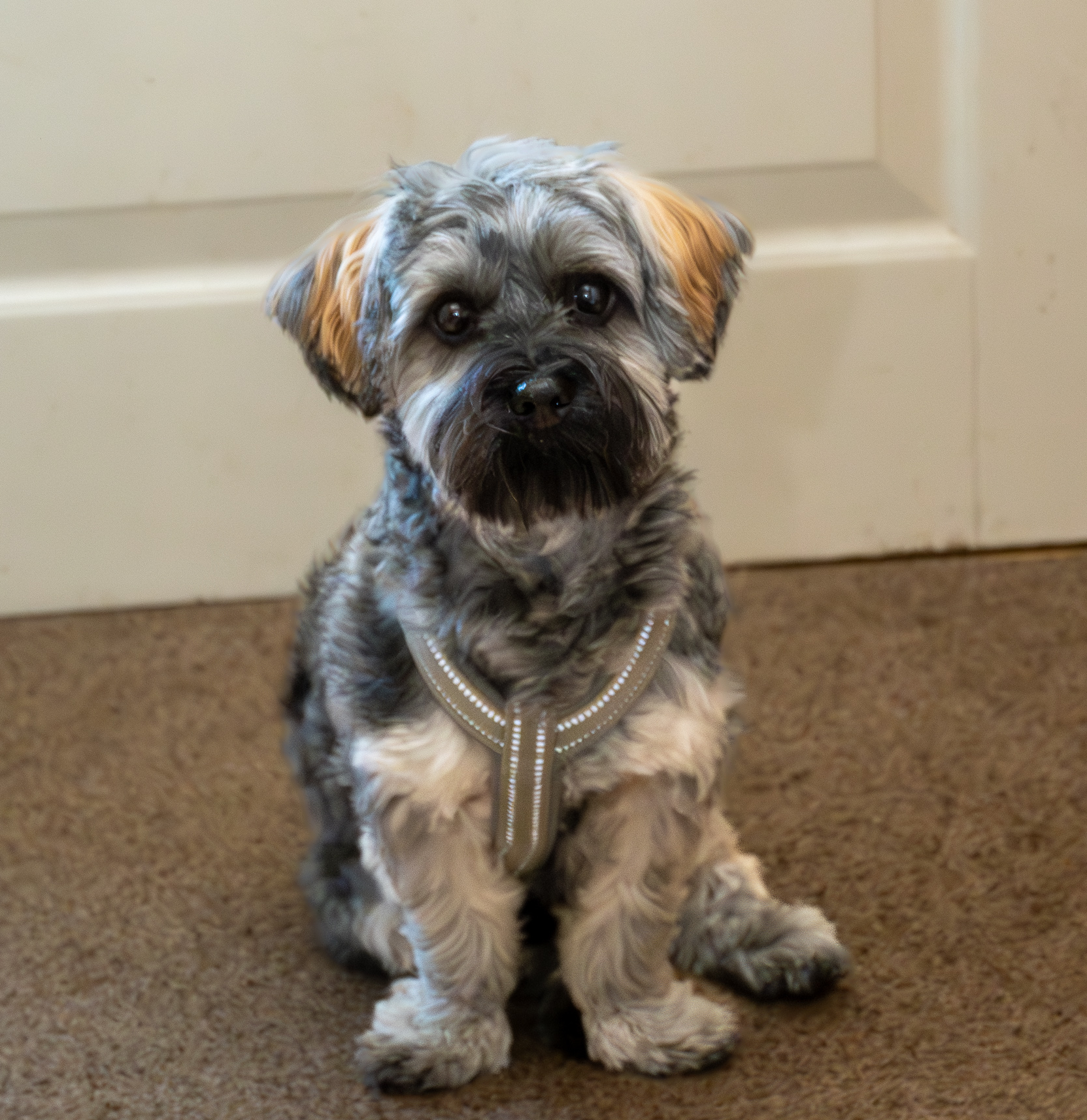 Këto “ushqime njerëzore” janë të përshtatshme edhe për qentë – Shihni listën!